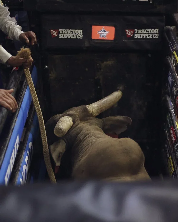 Bull waiting in a rodeo chute